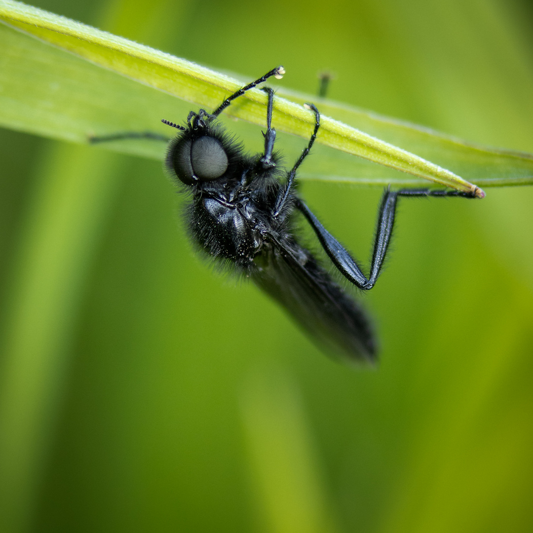 Märzfliege