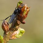 Märzfliege (Fokusstack)