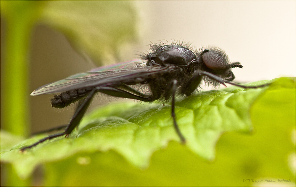 Märzfliege im Mai