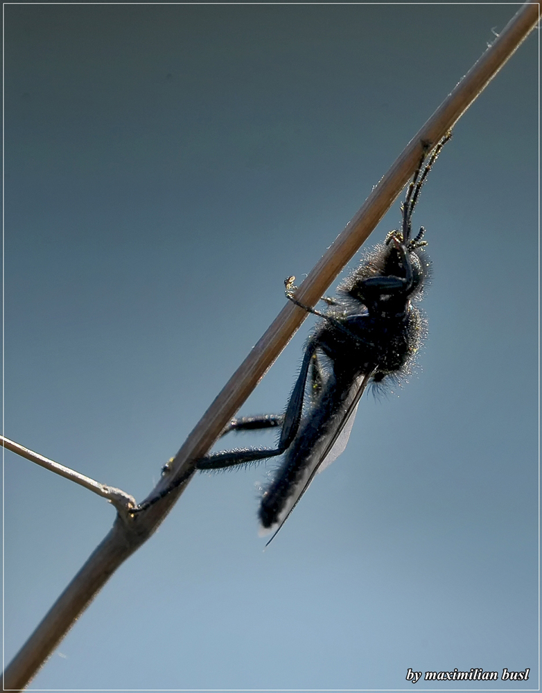 Märzfliege im Mai