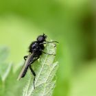 Märzfliege im Profil