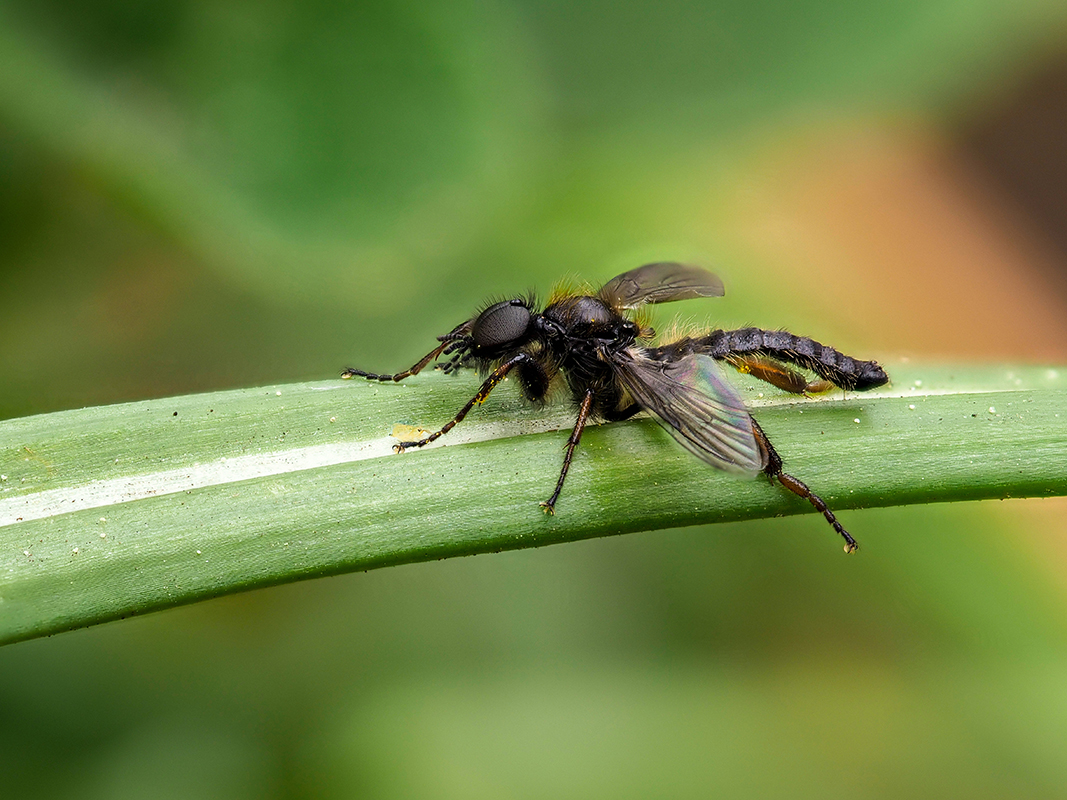 Märzfliege oder  auch Haarmücke