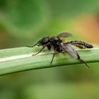 Märzfliege oder  auch Haarmücke