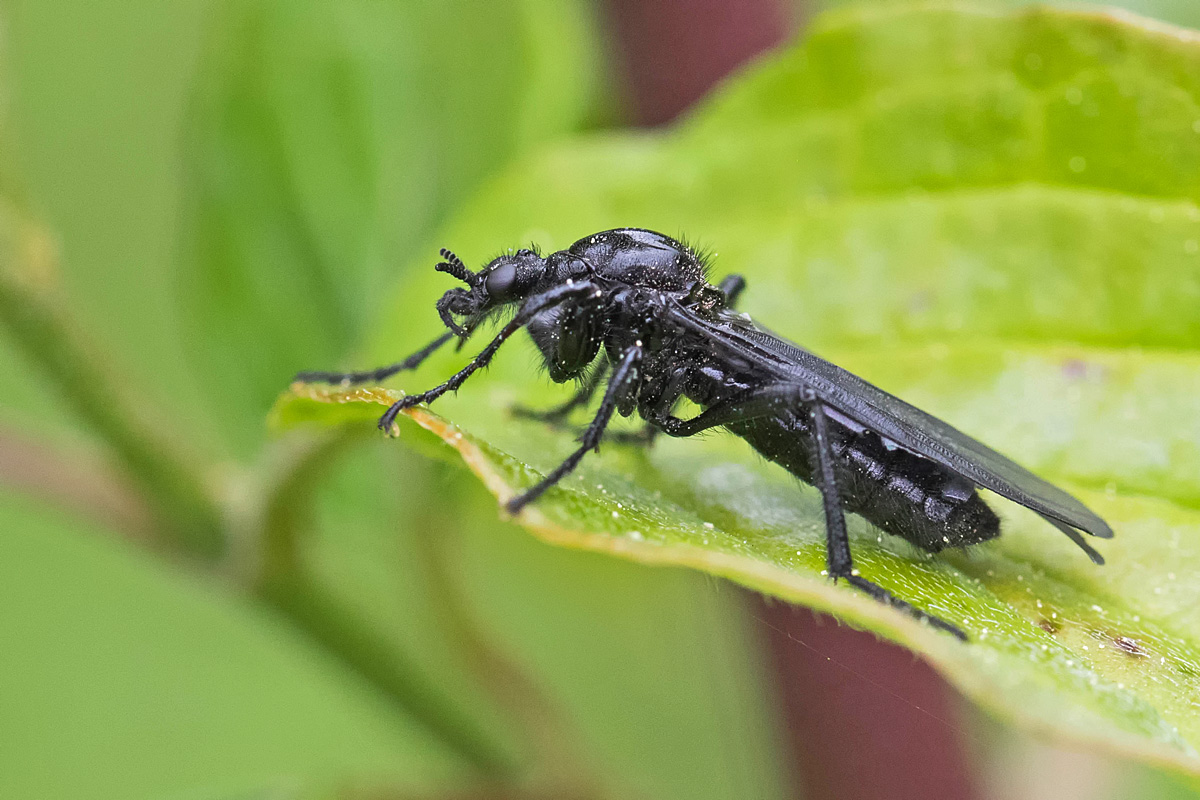 Märzfliege oder Haarmücke