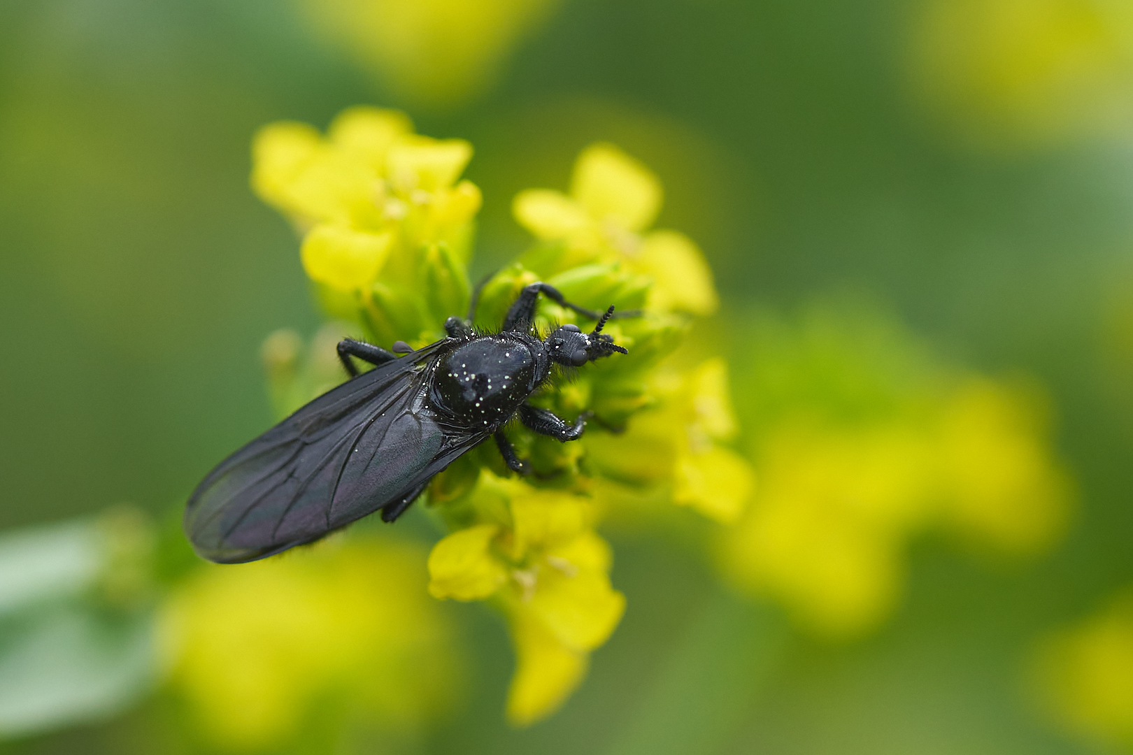  Märzfliege weiblich