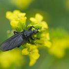  Märzfliege weiblich