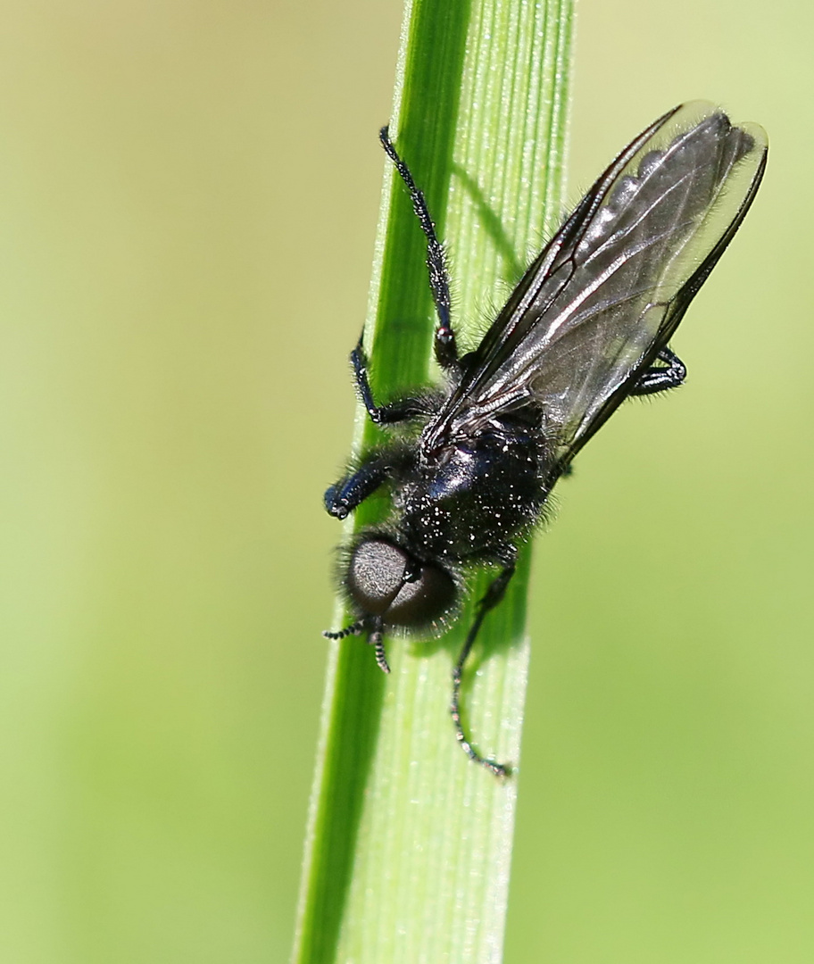 Maerzfliege,Männchen