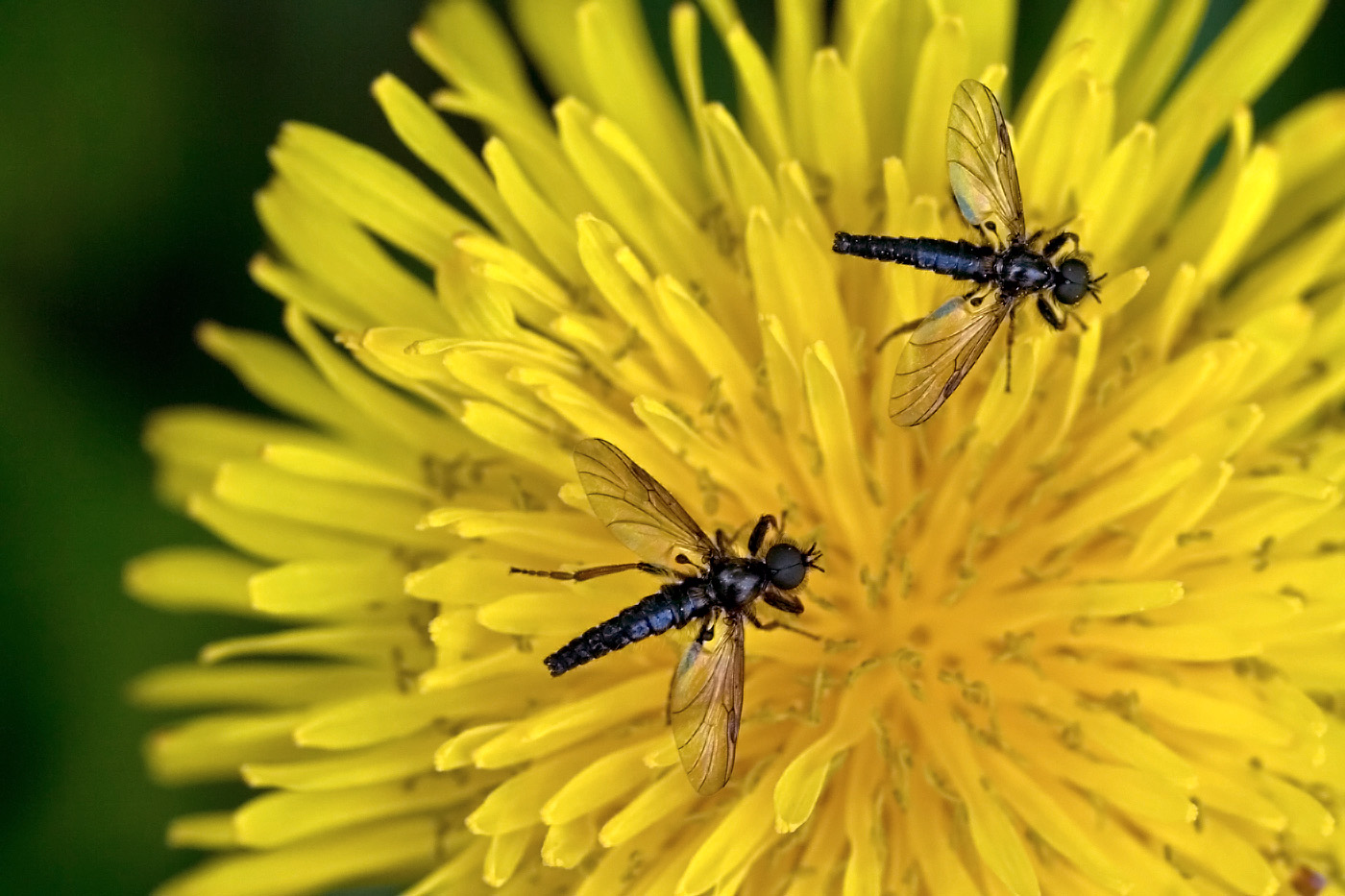 Märzfliegen