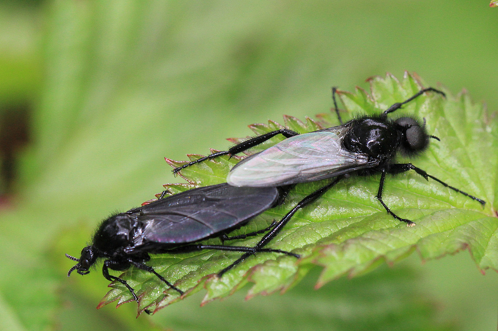 Märzfliegen