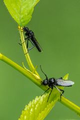 "MÄRZFLIEGEN"