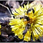 Märzfliegen auf einer Huflattich Blüte 