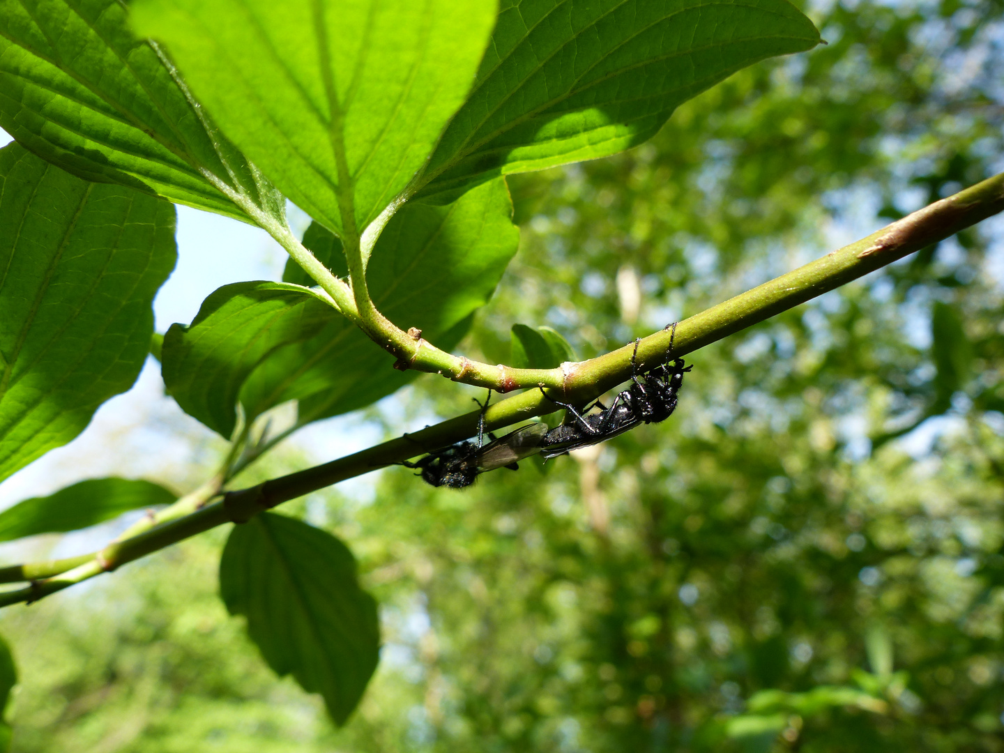 Märzfliegen