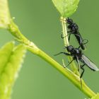 MÄRZFLIEGEN IM AUFSTIEG