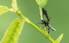 MÄRZFLIEGEN IM AUFSTIEG