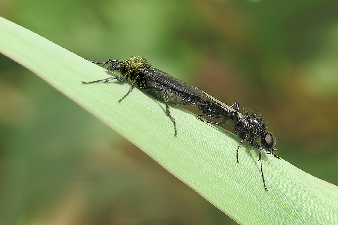  Märzfliegen im März