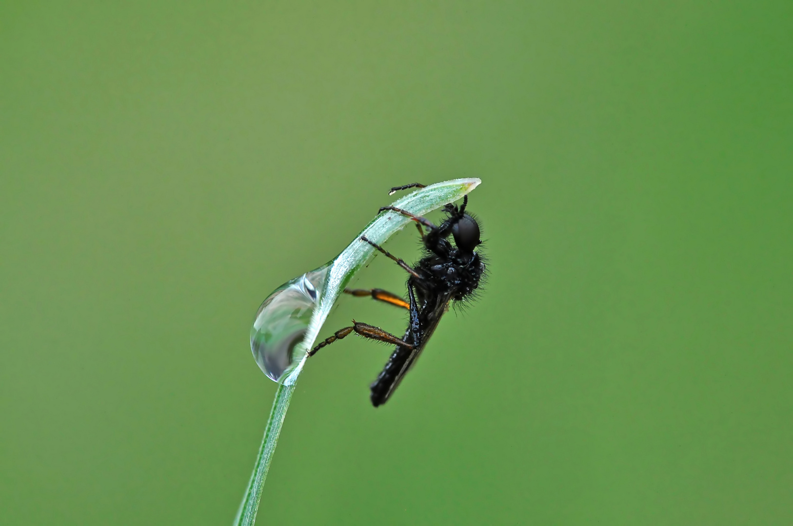 Märzfliegen Männchen