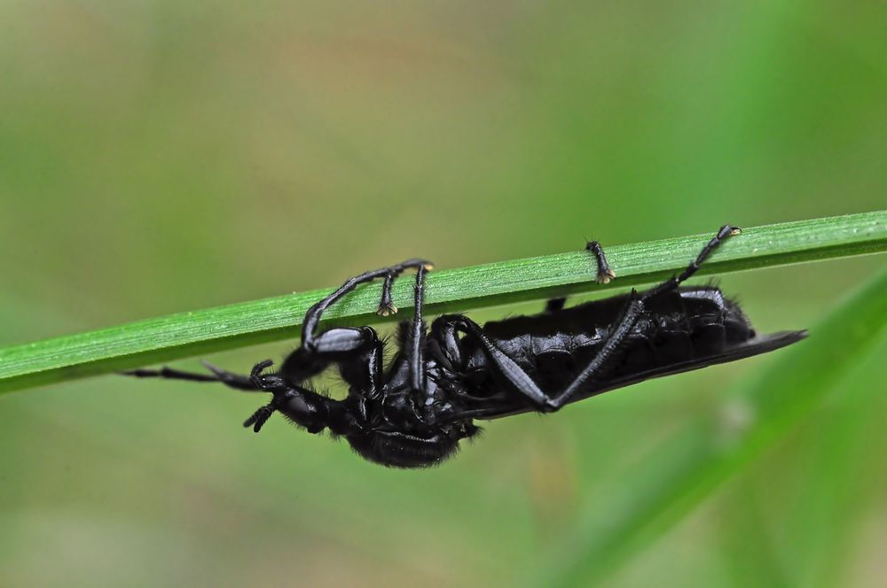 Märzfliegen Weibchen