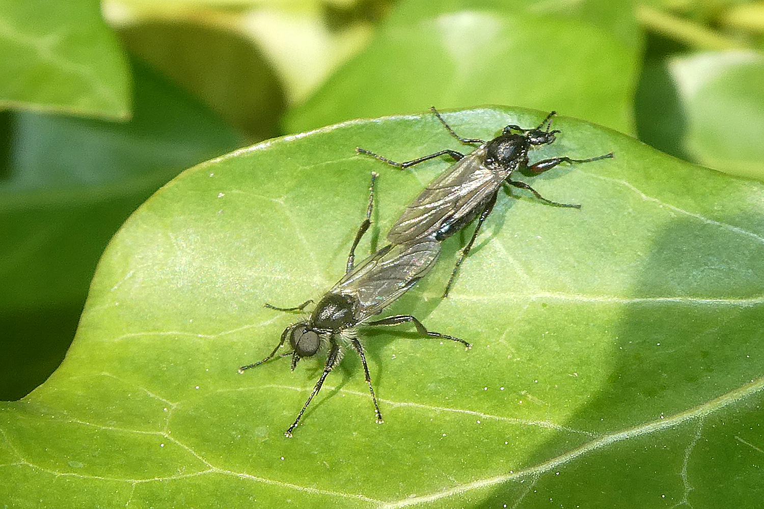 Märzfliegenpaarung