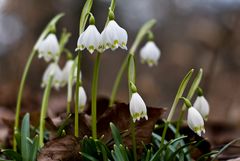 Märzglöckchen (Leucojum vernum)