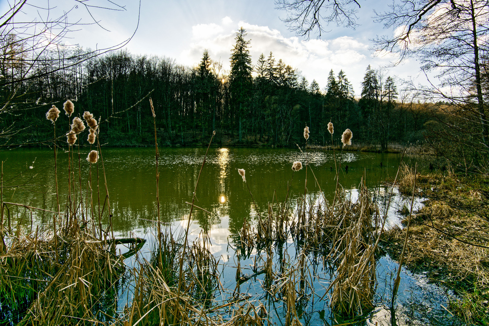 Märzimpressionen am Netzbachweiher  (2)