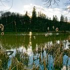 Märzimpressionen am Netzbachweiher  (2)