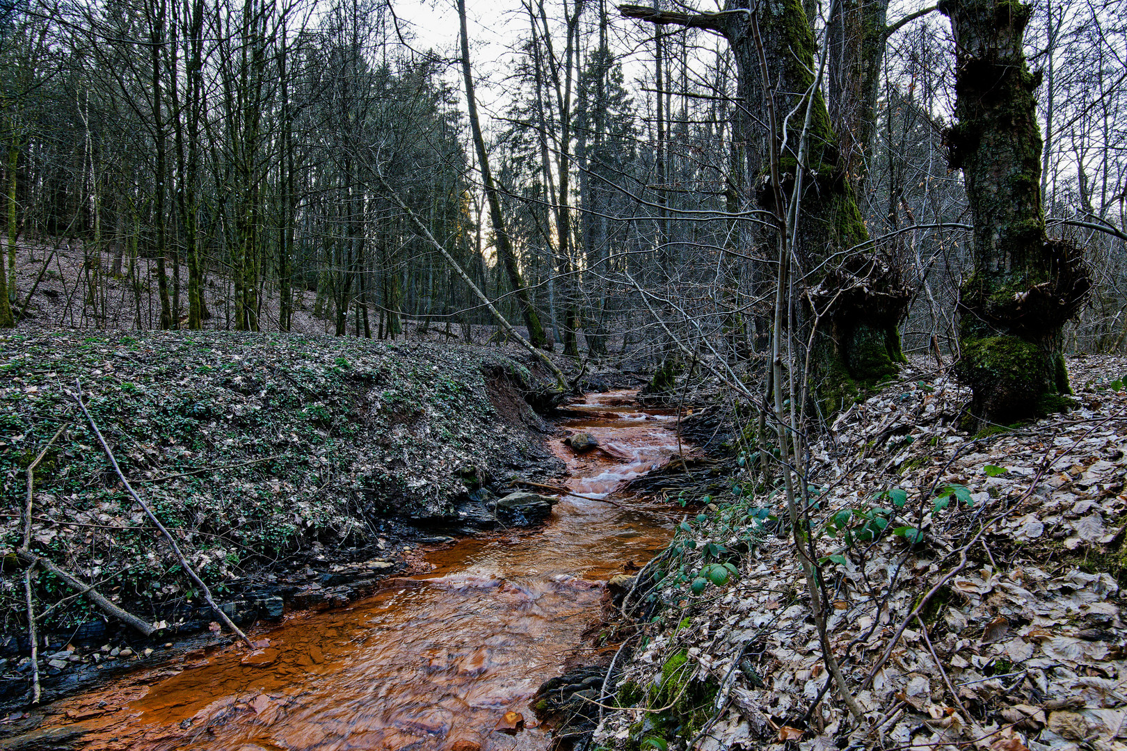 Märzimpressionen am "roten" Netzbach  (4)