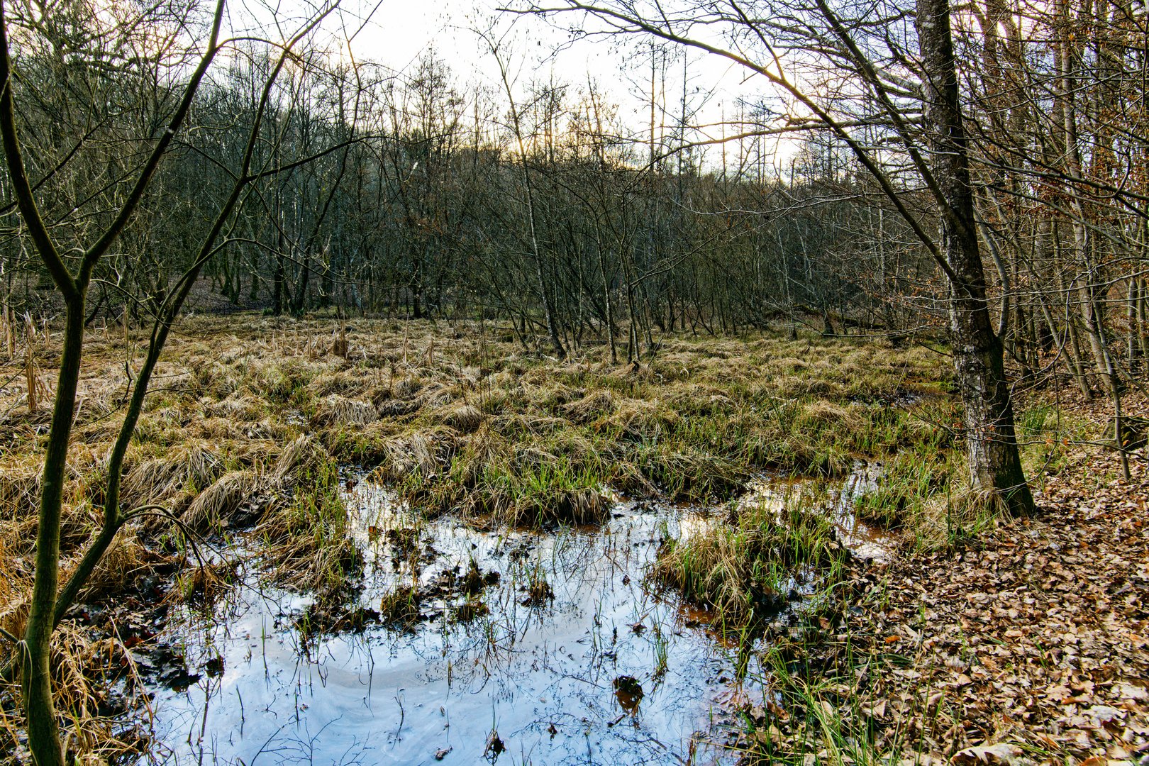 Märzimpressionen am Wilden Netzbachpfad  (2)