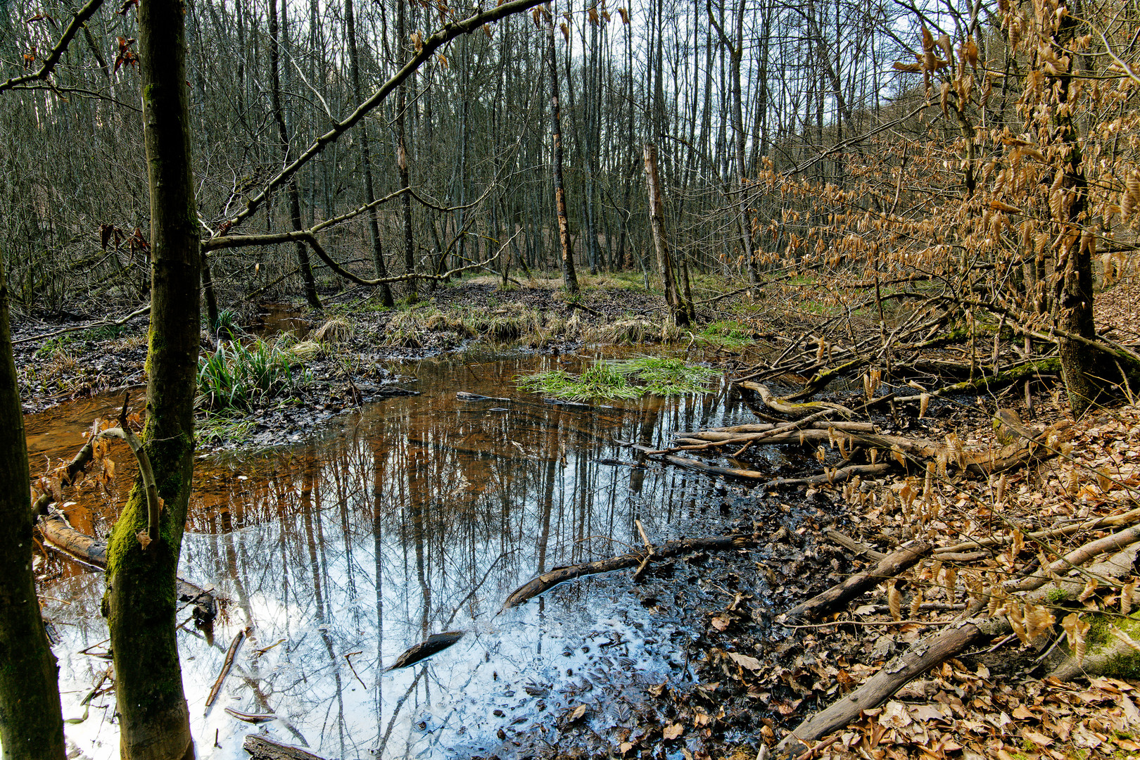 Märzimpressionen am Wilden Netzbachpfad (3)