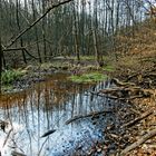 Märzimpressionen am Wilden Netzbachpfad (3)