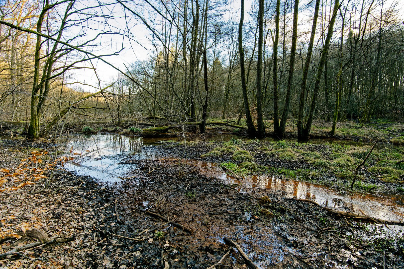 Märzimpressionen am Wilden Netzbachpfad  (4)