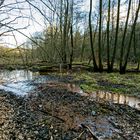 Märzimpressionen am Wilden Netzbachpfad  (4)