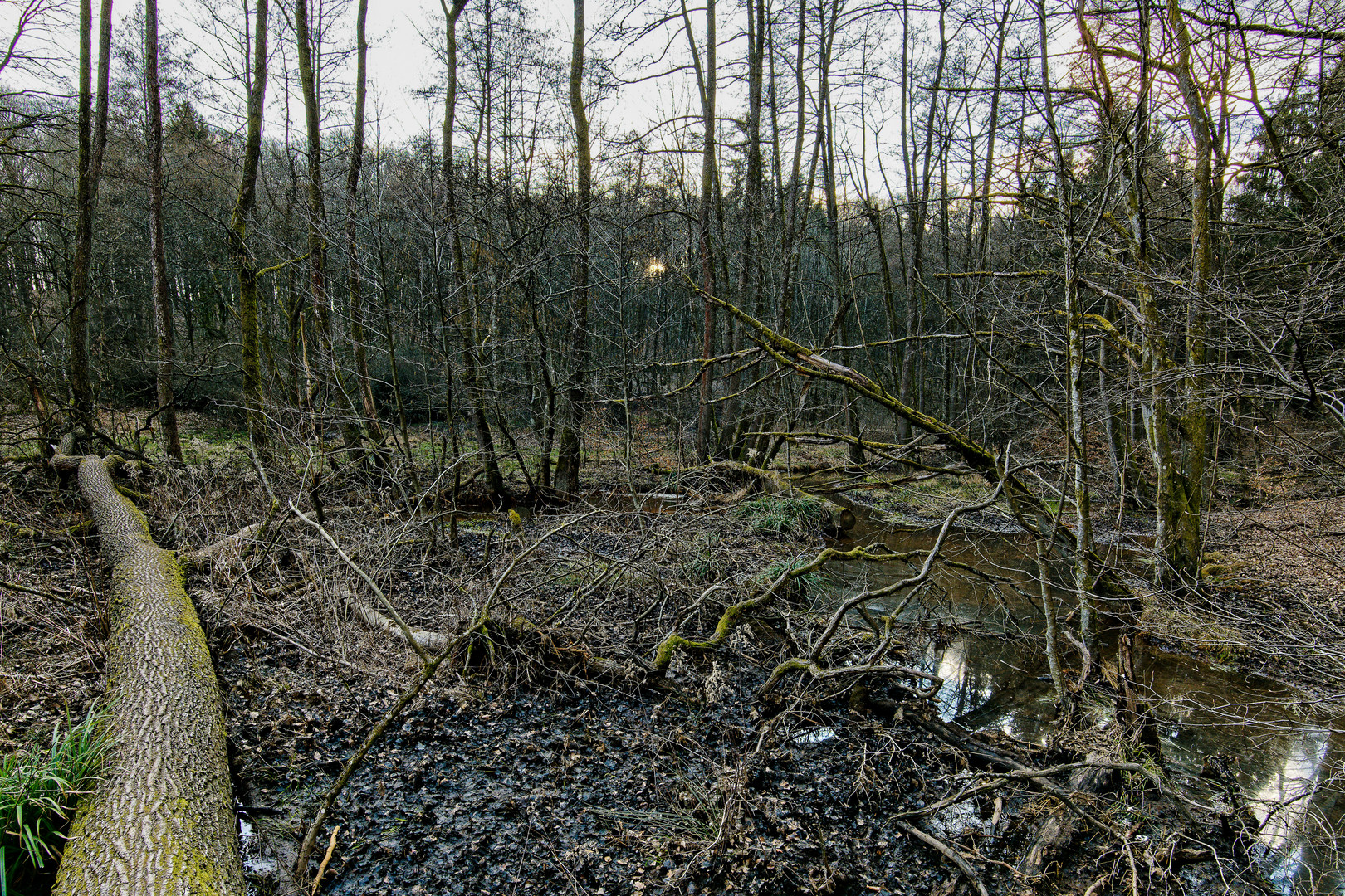 Märzimpressionen am Wilden Netzbachpfad  (5)