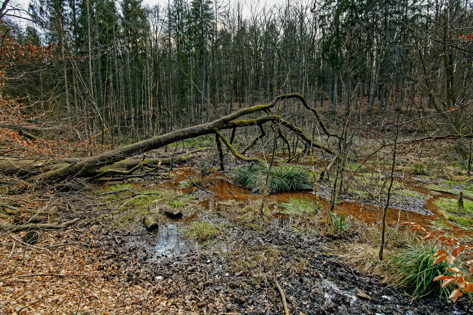 Märzimpressionen am Wilden Netzbachpfad  (6)