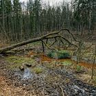 Märzimpressionen am Wilden Netzbachpfad  (6)