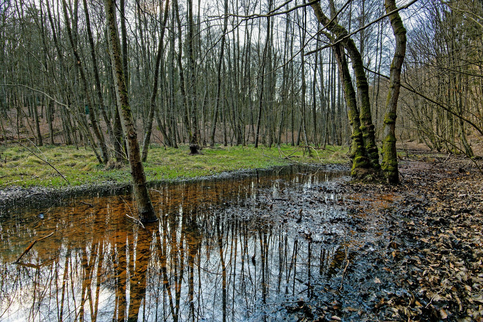 Märzimpressionen am Wilden Netzbachpfad  (8)