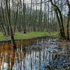 Märzimpressionen am Wilden Netzbachpfad  (8)