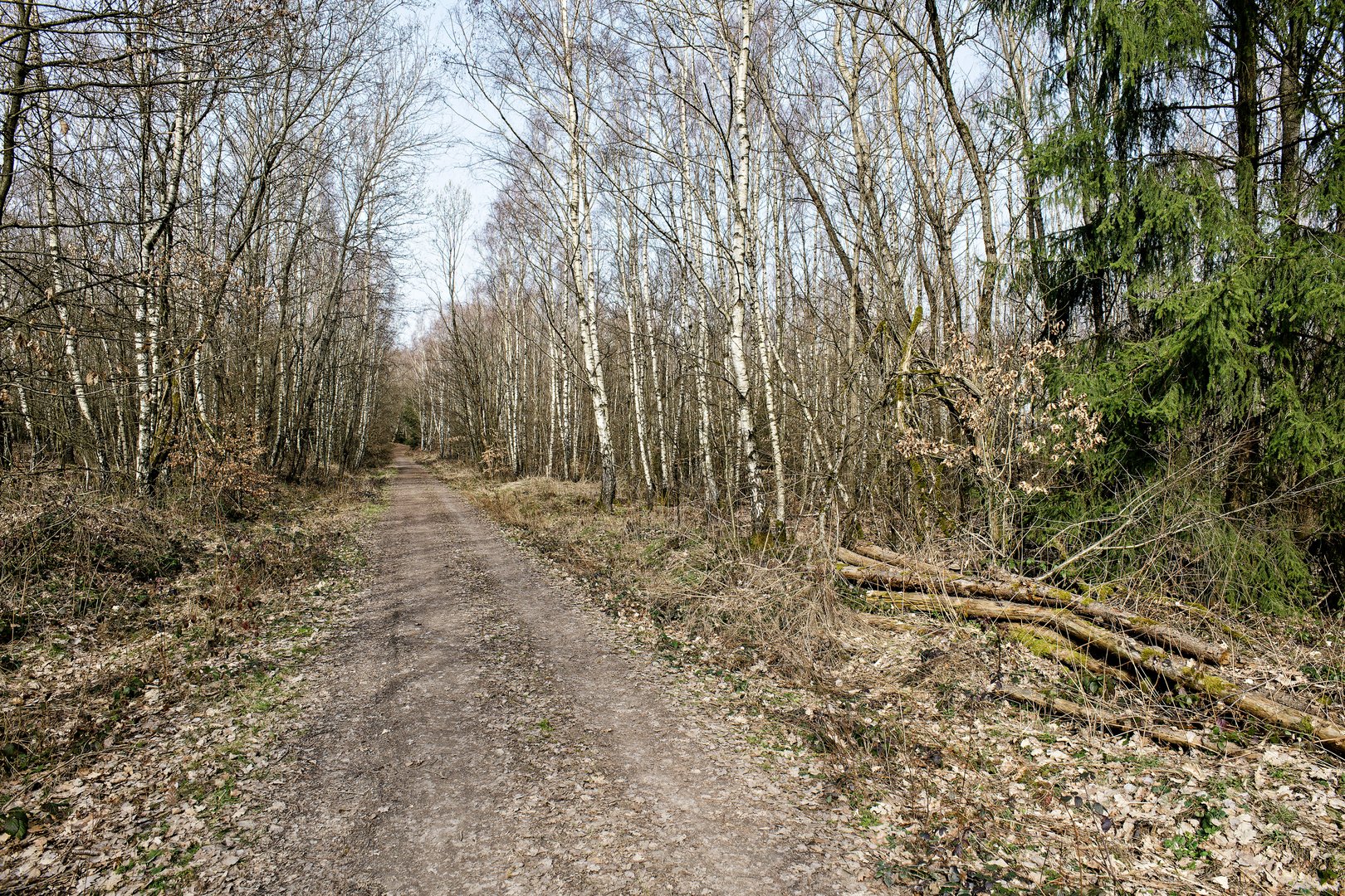 Märzimpressionen im Birkenwald