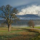 Märzlicht bei Königsbach-Stein