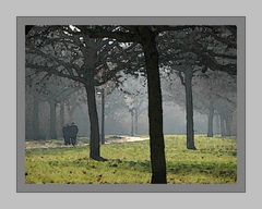 Märzlicht im Park