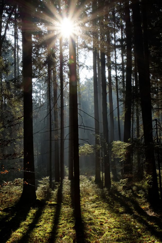 Märzmorgen im Wald