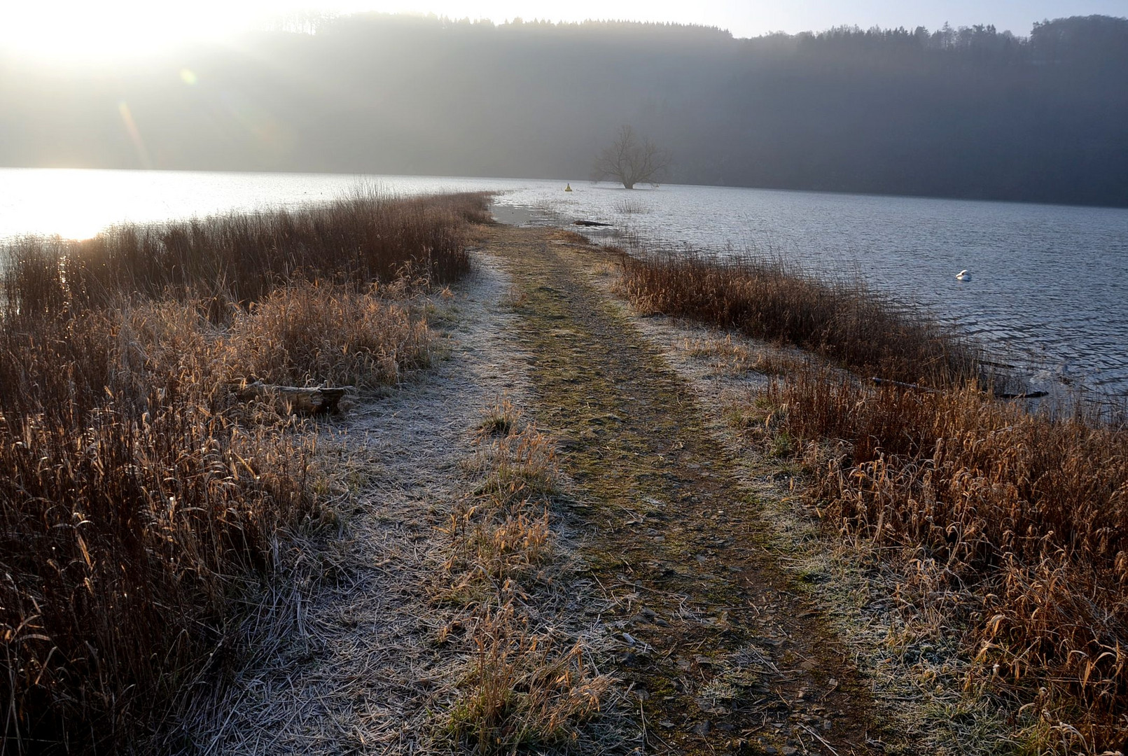 Märzmorgenweg zum Baum im Wasser