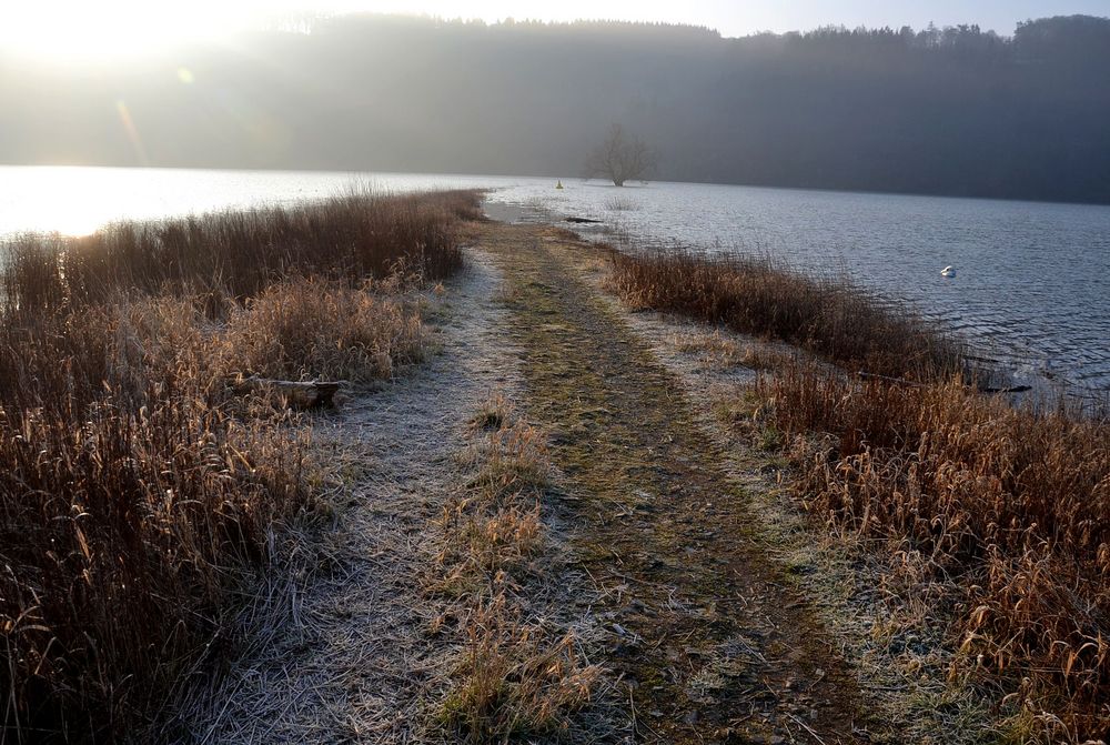 Märzmorgenweg zum Baum im Wasser