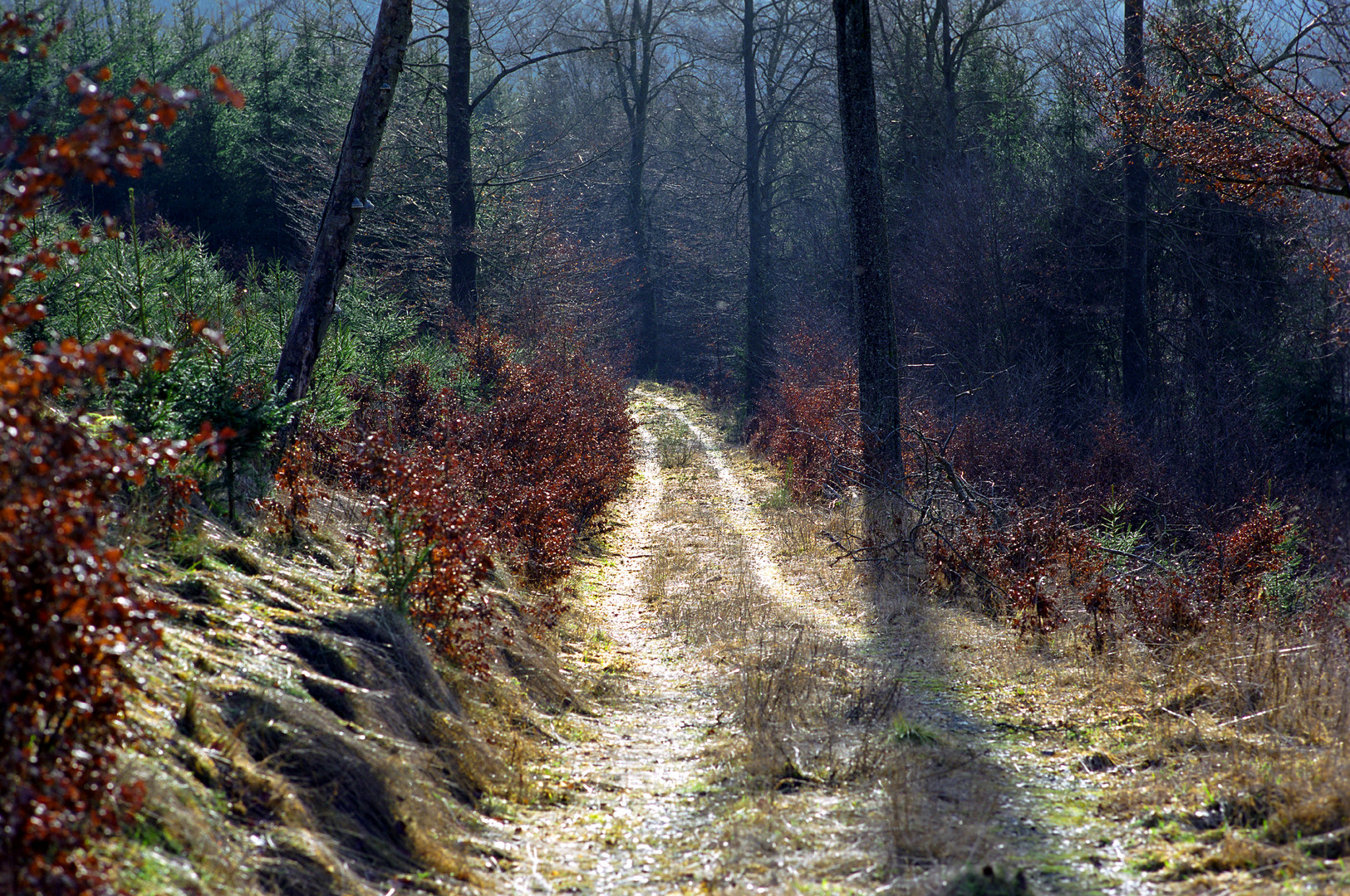 Märzsonne im Wald