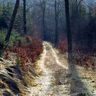 Märzsonne im Wald