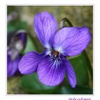 Märzveilchen - Viola odorata