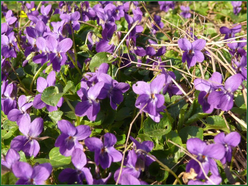 Märzveilchen (Viola odorata)