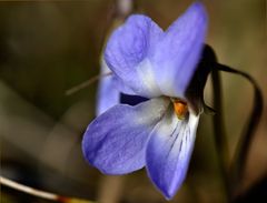 Märzveilchen (Viola odorata)