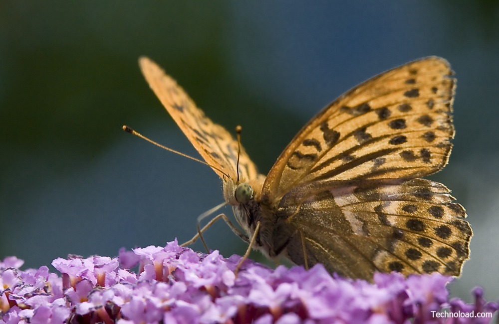 Märzveilchenfalter - Argynnis adippe