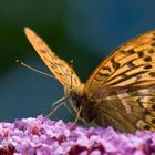 Märzveilchenfalter - Argynnis adippe