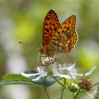 Märzveilchenfalter - Argynnis adippe